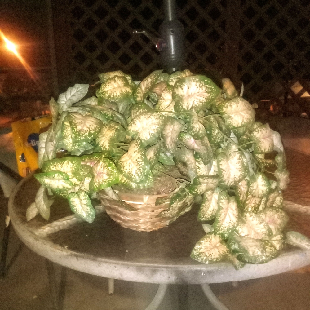 Decorative Hanging Basket with Pink and Green Variegated Foliage